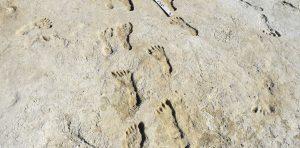 Encuentran huellas humanas en EE.UU. que pertenecen a la Edad de Hielo